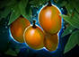 Mango Tree